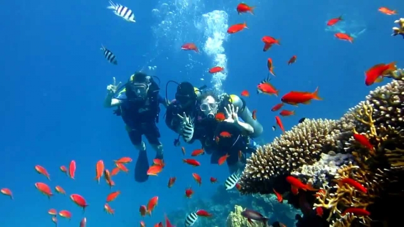 ДАЙВИНГ В ЭЙЛАТЕКрасное Море