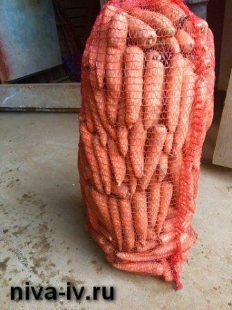 Предлагаем морковь от производителя, оптовая и розничная реализация