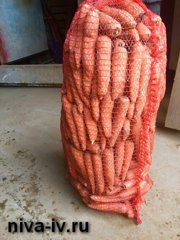 Оптовая и розничная продажа моркови от производителя