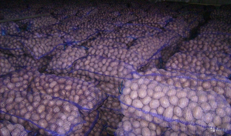 Картофель и другие овощи из Беларуси оптом