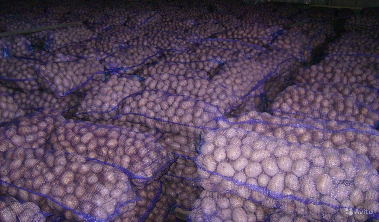 Картофель и другие овощи из Беларуси оптом