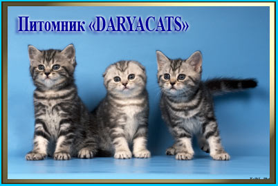Шотландские котята -супер детки мрамор и тебби