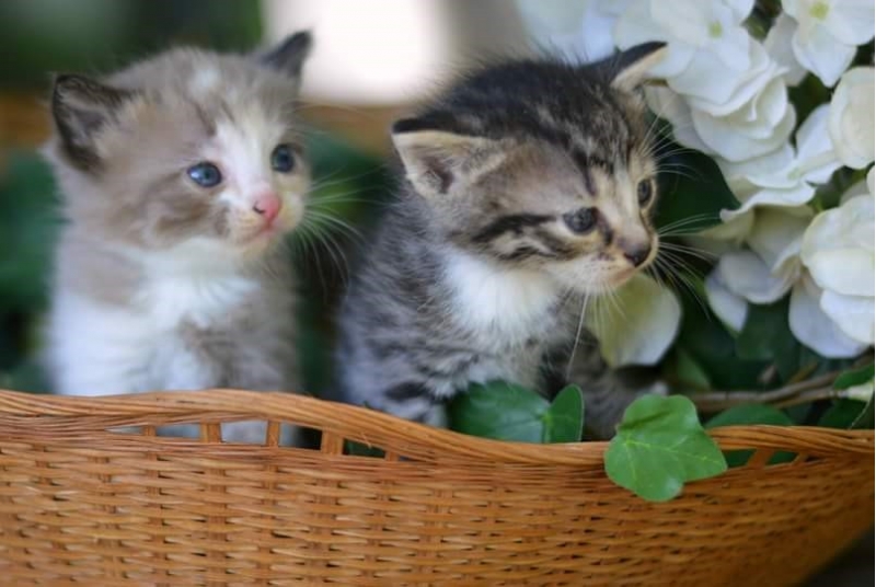 Крошки-котята ищут хозяев. 1 месяц