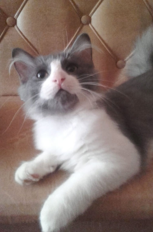 Сибирские котята в добрые руки