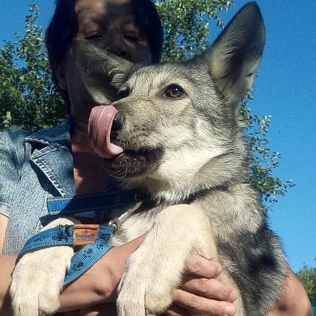Щенки волчьей собаки Saarloos Wolfdogs
