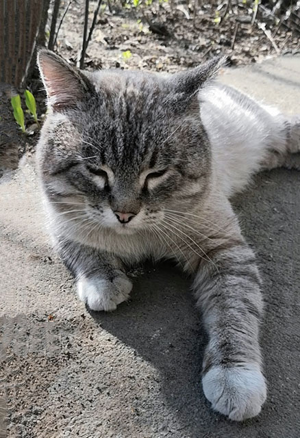 Молодой ласковый котик Тай, фенотип тайской кошки в добрые руки