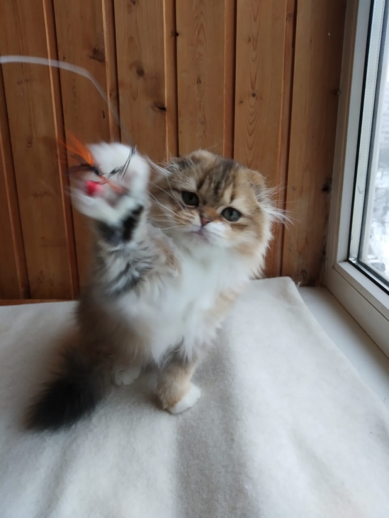 Роскошные шотландские котята к празднику