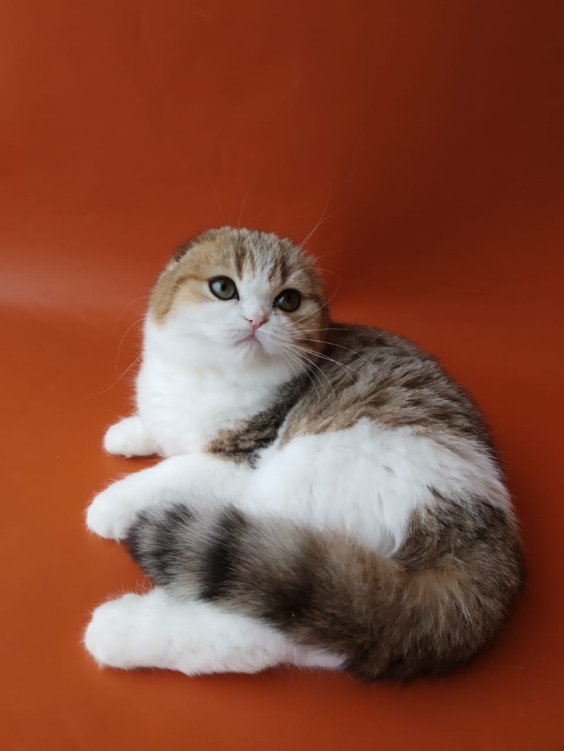 Замечательные шотландские котята к празднику