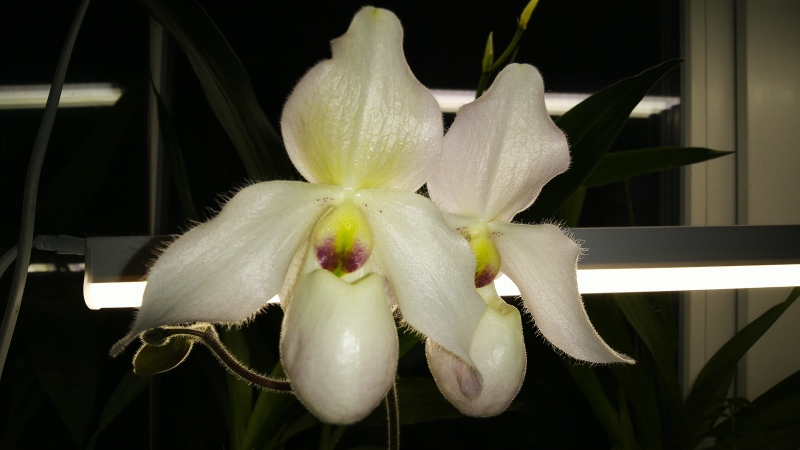 Орхидея Paphiopedilum Pinocchio x Deperle