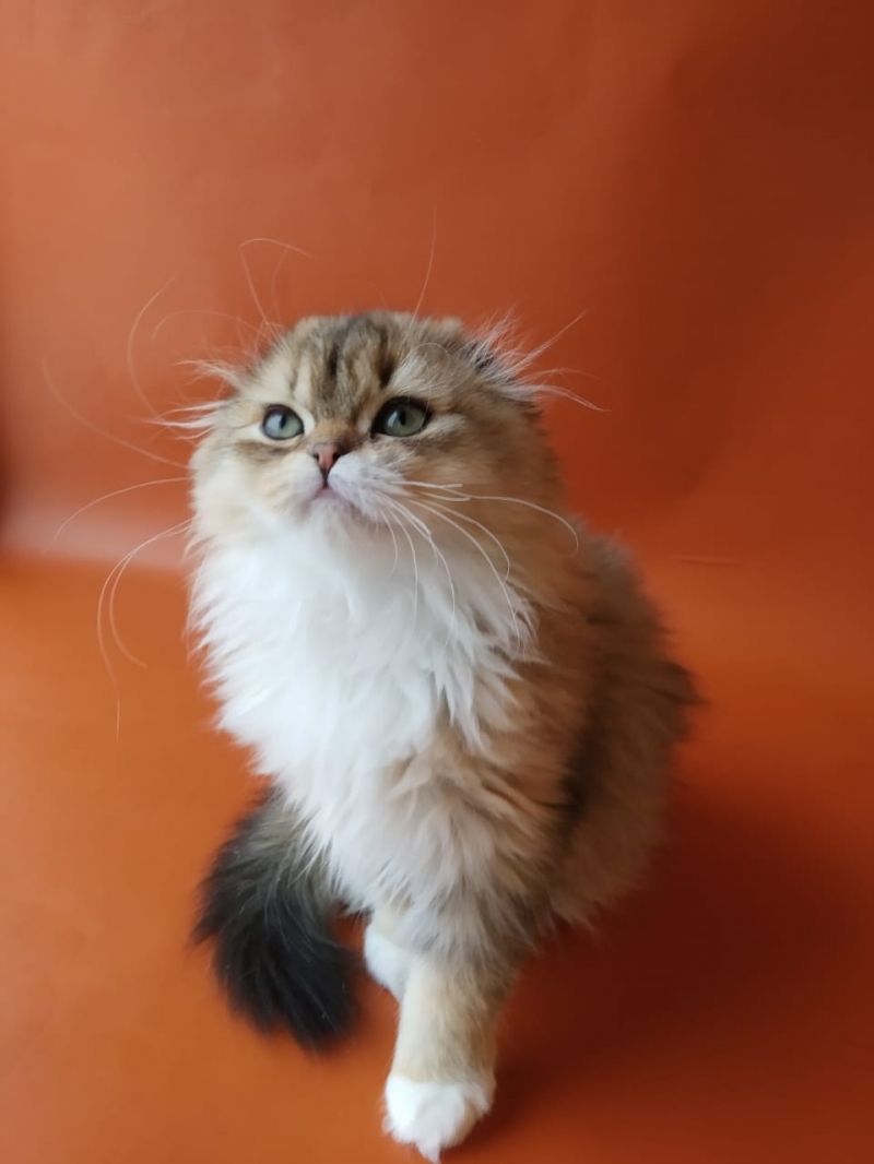Ай да котята, ай да шотландцы