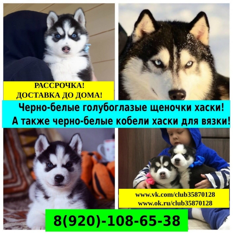 Красиввые черно-белые щеночки хаски