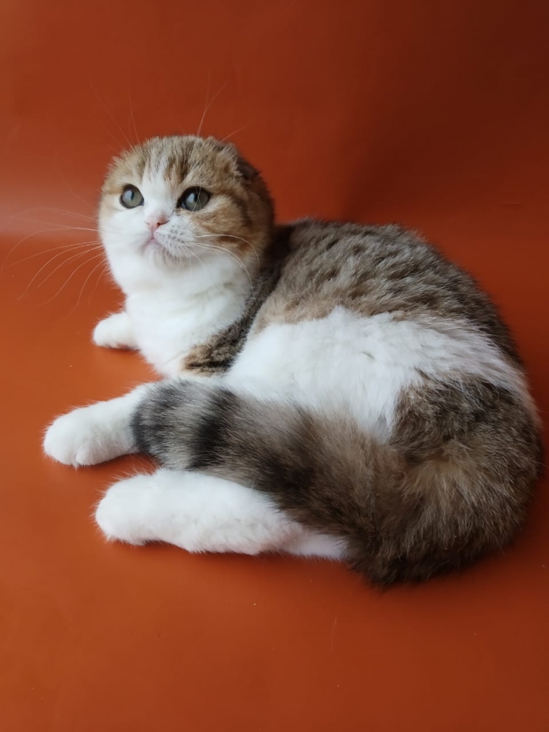 Прелестные котята шотландской породы