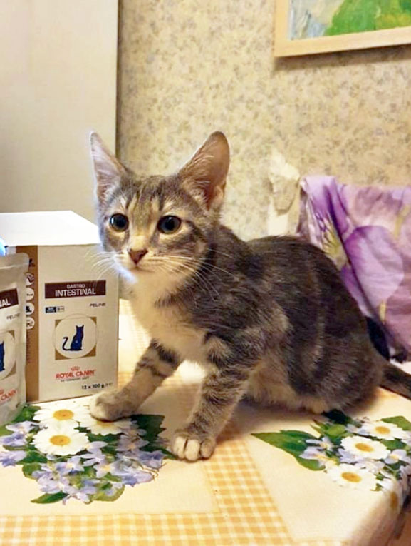 Отдам котенка Фани в добрые руки