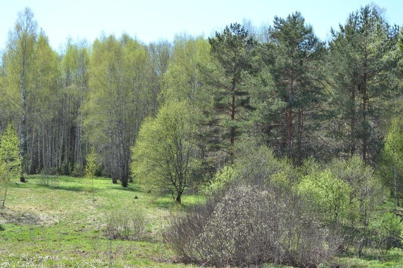 Ухоженный участок 6 соток рядом с лесом.
