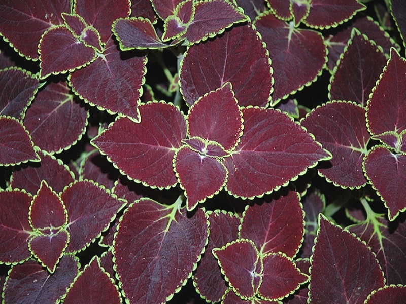 Тольятти. Продаю Колеус Velvet.