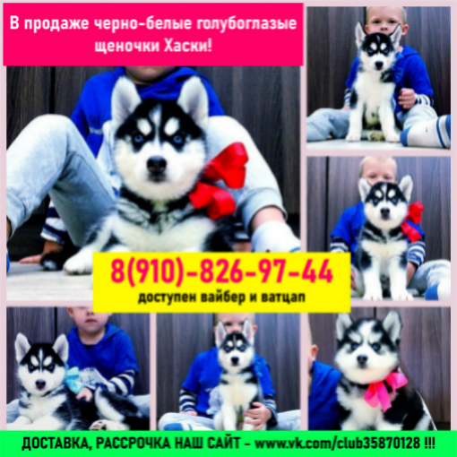 Красивые щенятки хаски в продаже