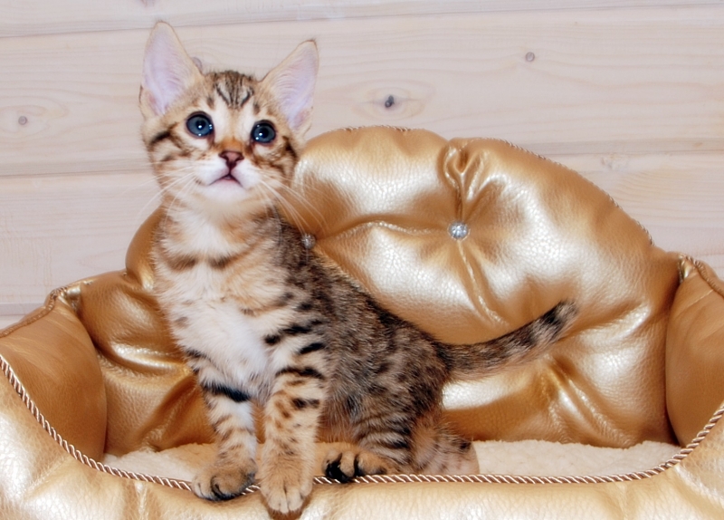 Котята породы саванна ф5