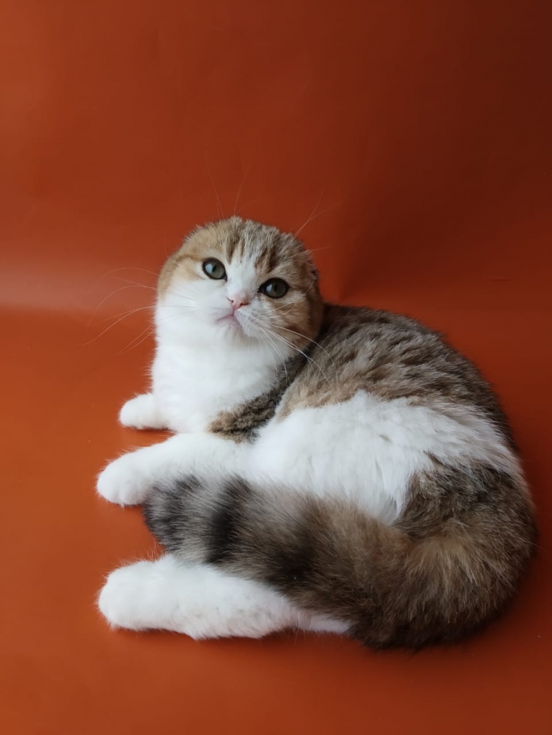 ЗаМЕЧТАтельные шотландские котята из питомника