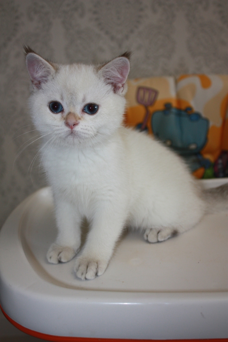 Котик