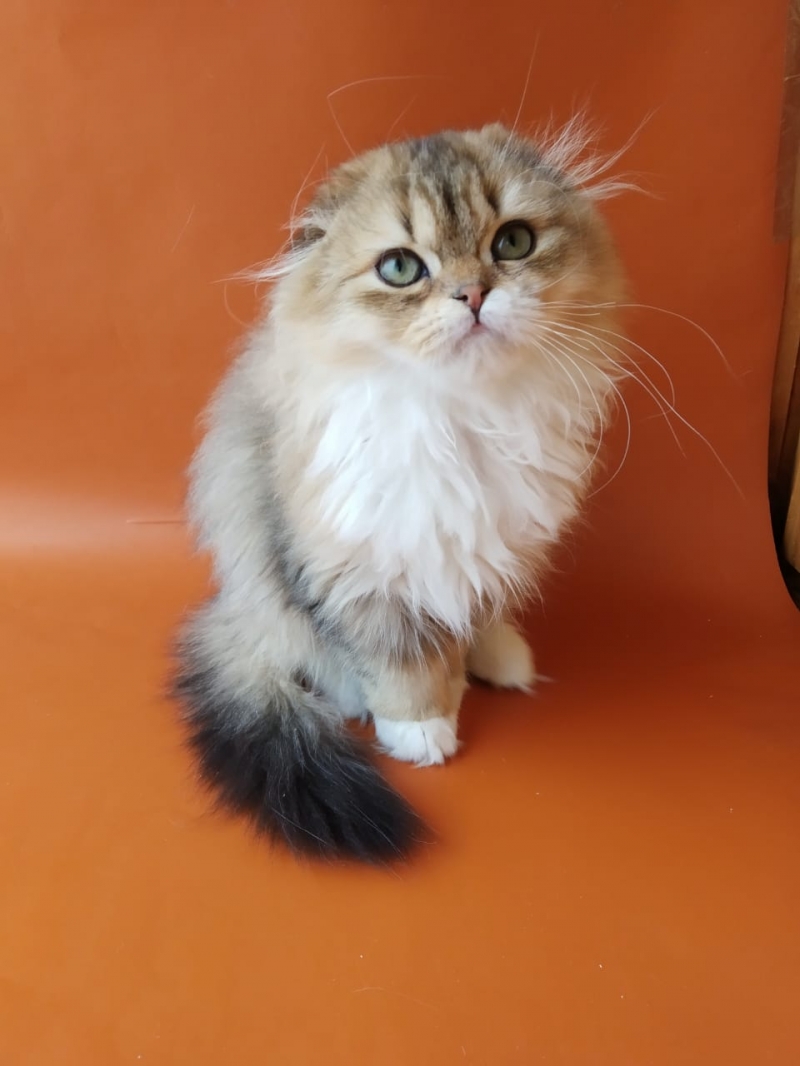 Шотландские котята безупречного породного типа