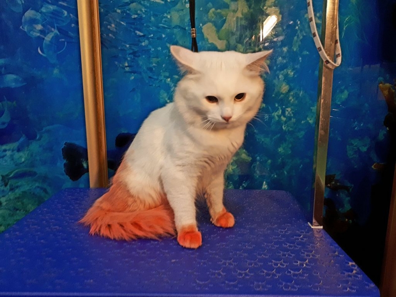 Стрижка собак, котов и кошек