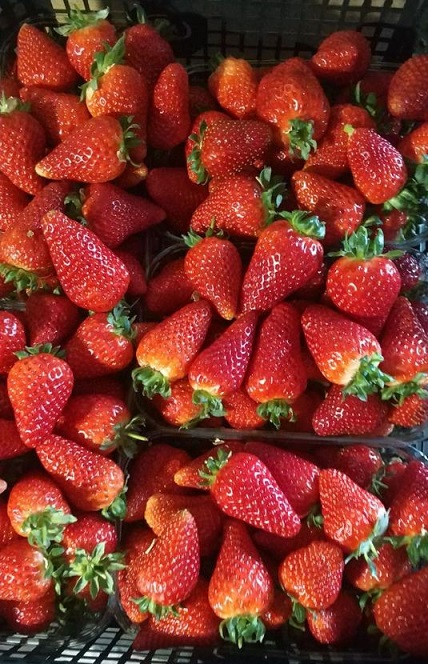 Теплицы по выращиванию клубники