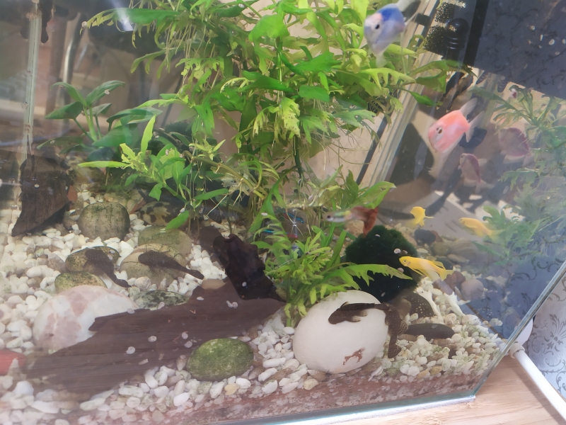 Аквариумный набор Aquael 30L