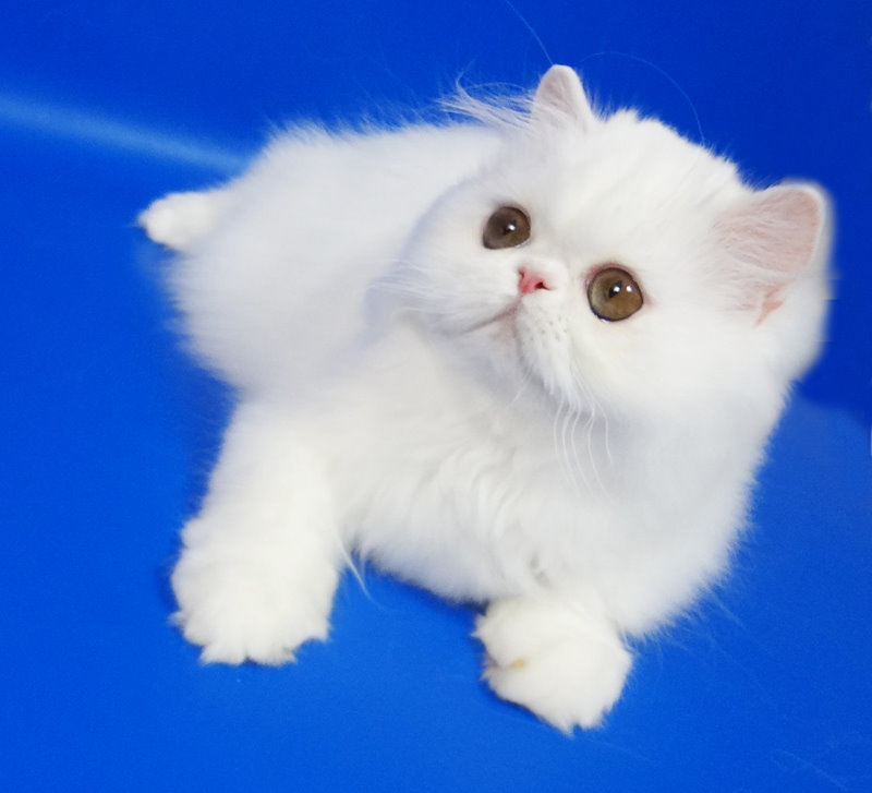 Персидский котенок Фарис белый окрас