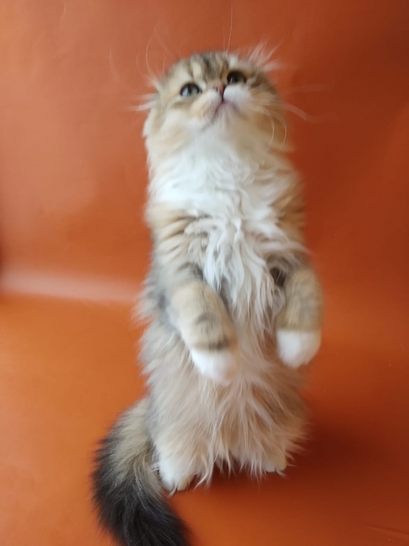 Отличные столичные котята шотландской породы