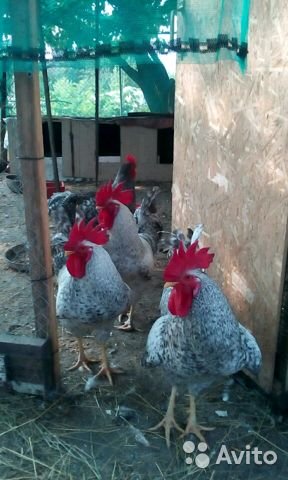 Продаю петушков Борковская Барвиста 2,5 кг