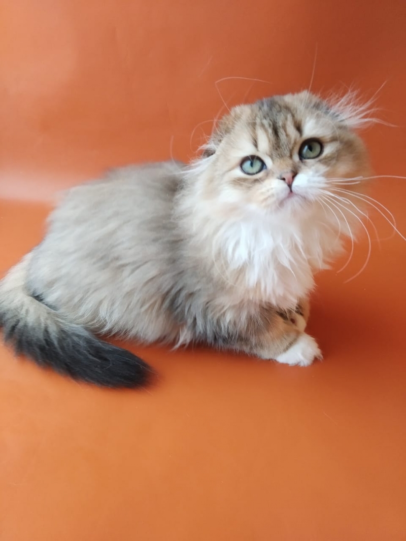 Очаровательный шотландский котик