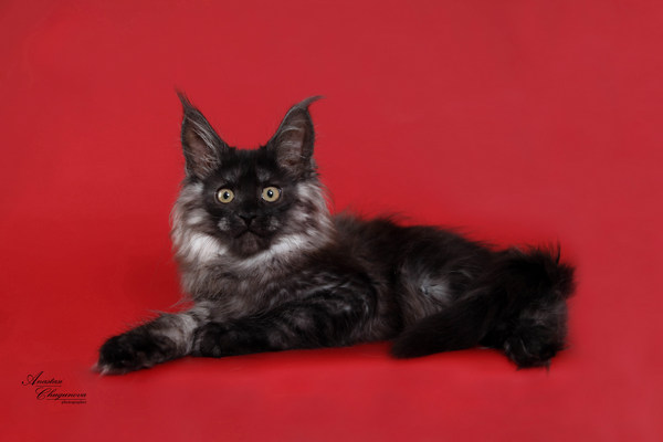 Котята полидакты 6666