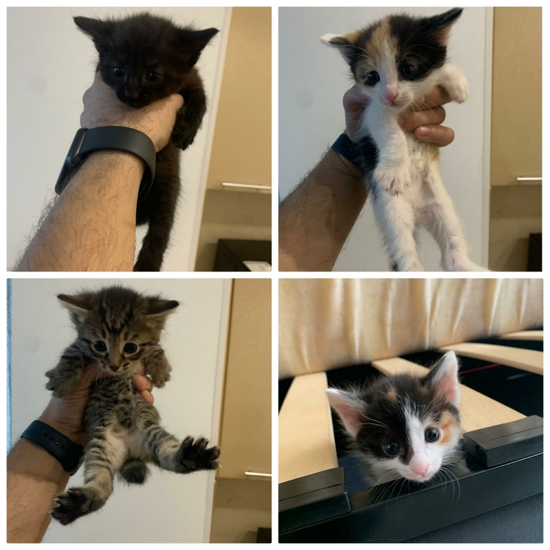 Котята в добрые руки