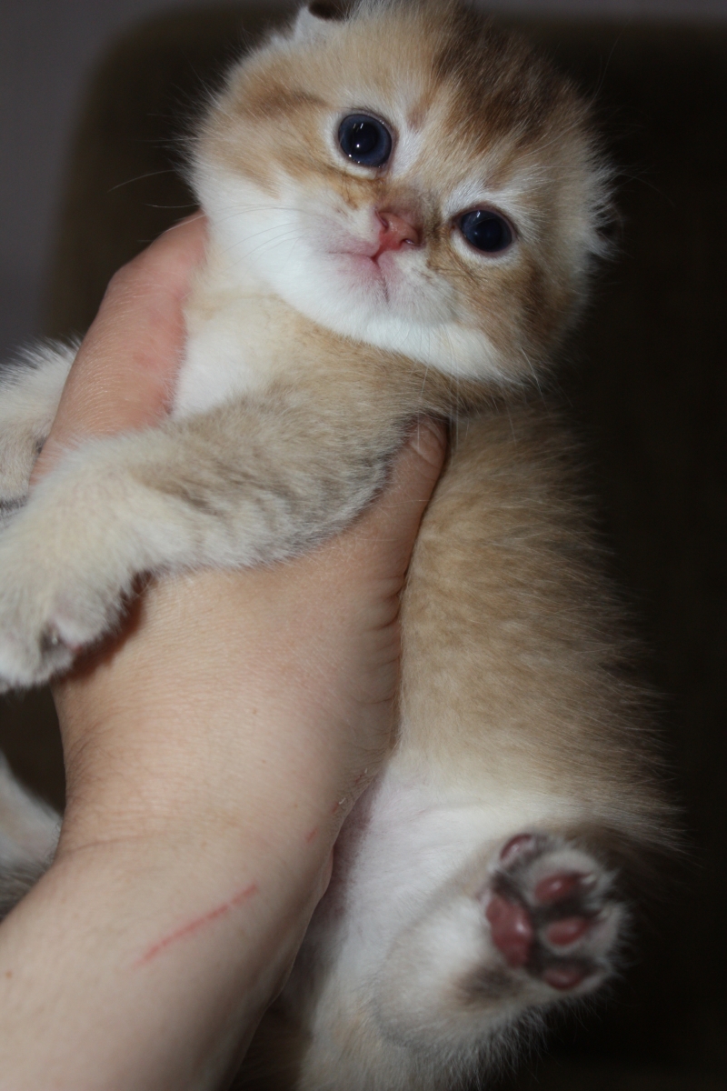 Шотландский котики и кошечки