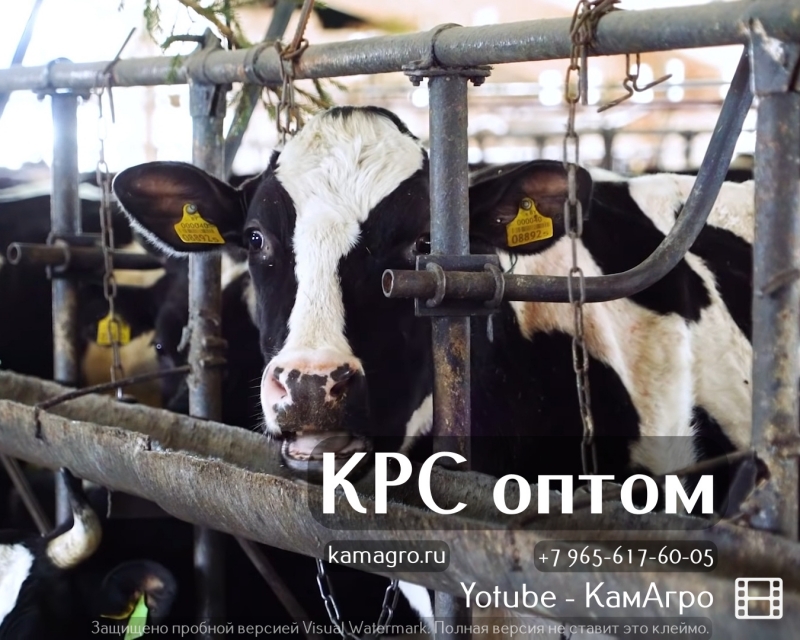 В продаже молочные нетели Черно-пестрой породы