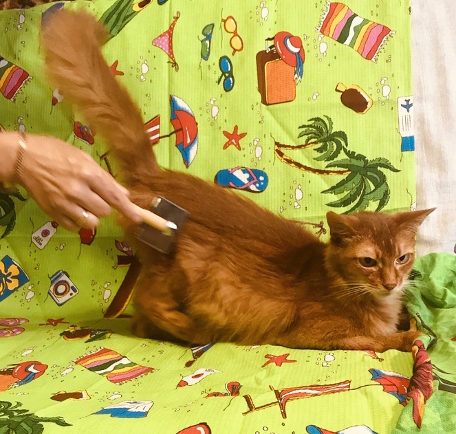 Котик Оскар ищет дом