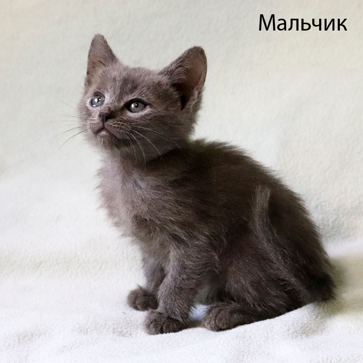 Очаровательные котята в дар. 2 месяца