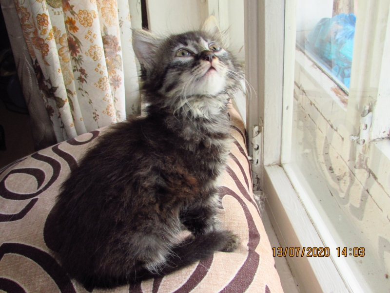 КОТЕНОК В ДОБРЫЕ РУКИ