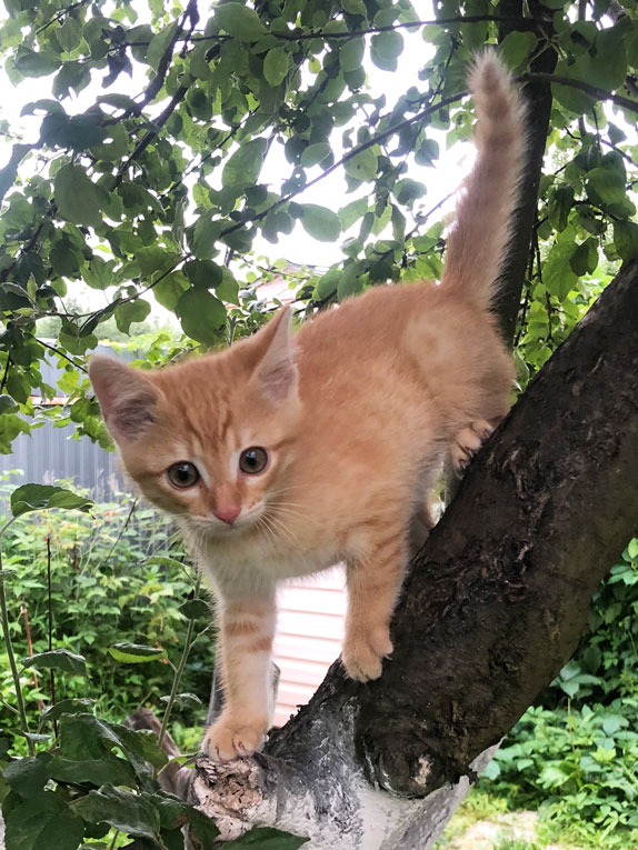 Хорошенький котнок Тигра в дар