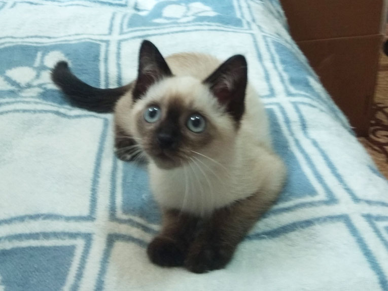 Сиамский котенок в добрые руки. 2 месяца. Мальчик