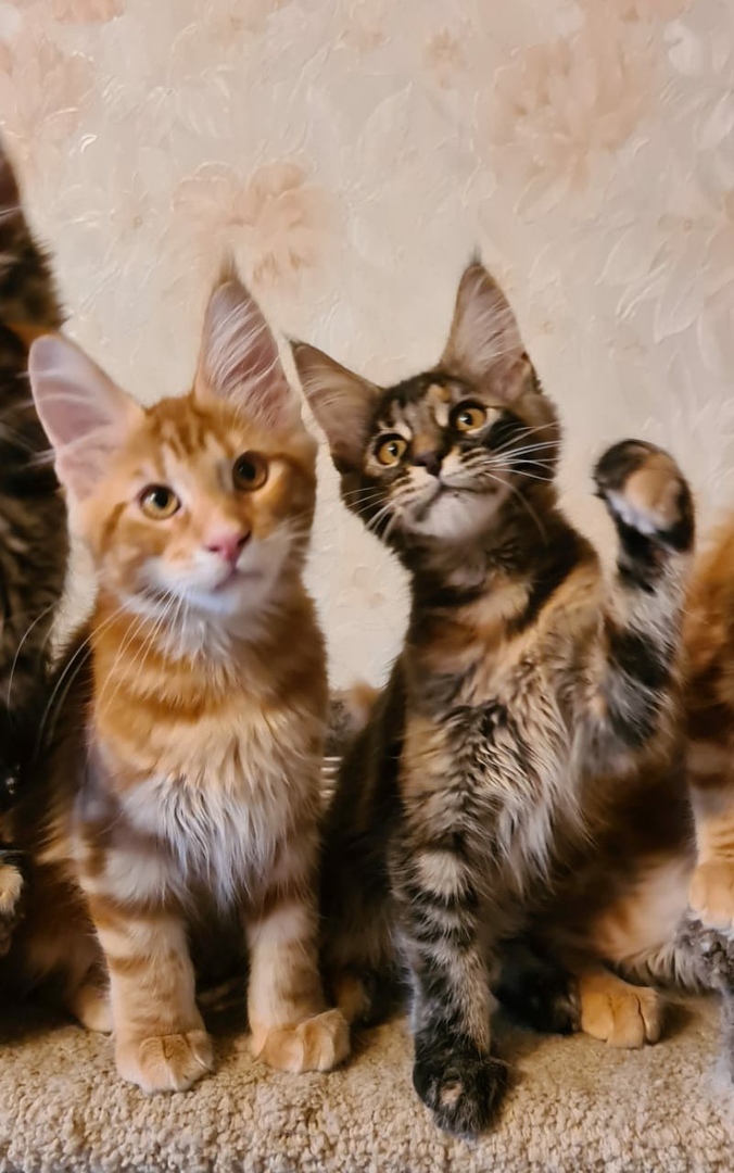 Предлагаются шикарные котята породы Мейнкун