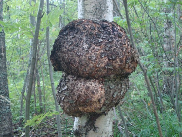 Куплю кап и сувель березовый