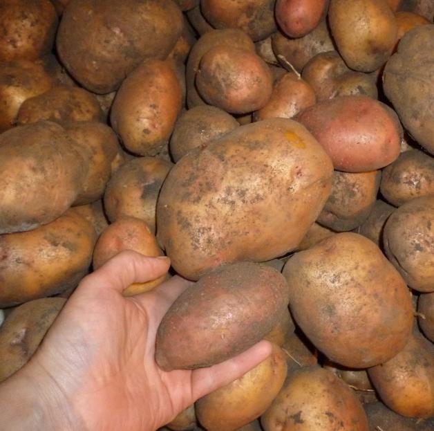 Картофель со со своего участка