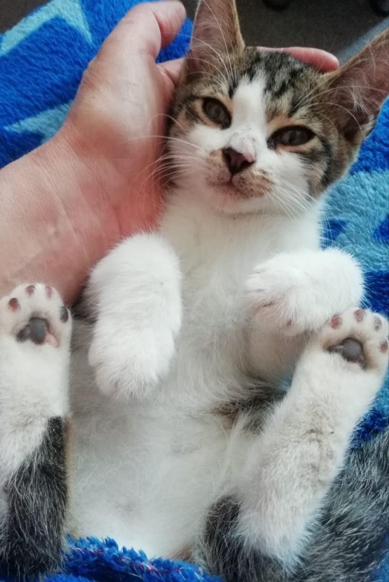 Котик Смайлик 2 мес. с необычной мордашкой в дар