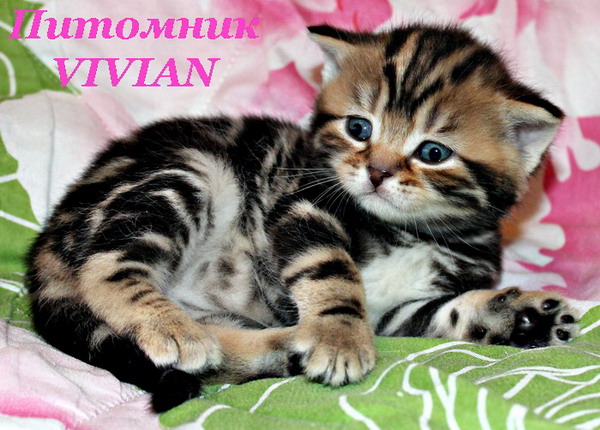 Британские клубные котята черный мрамор.