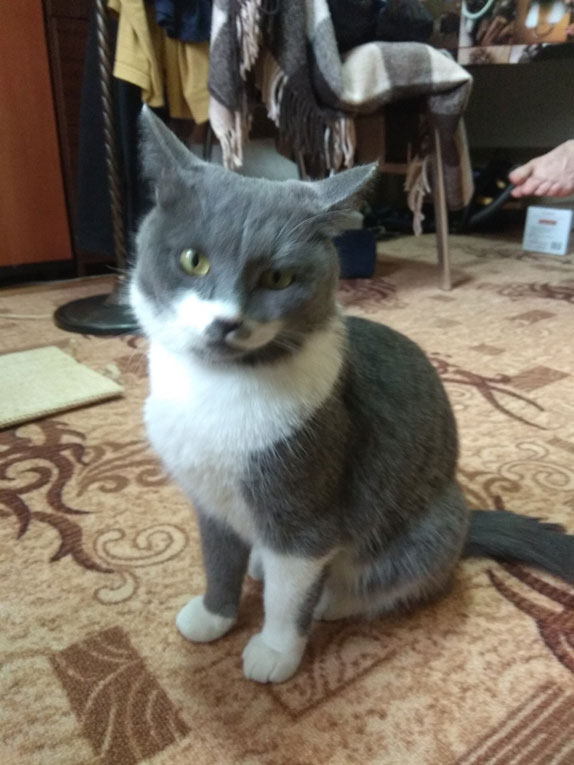 Кошечка Ася в добрые руки