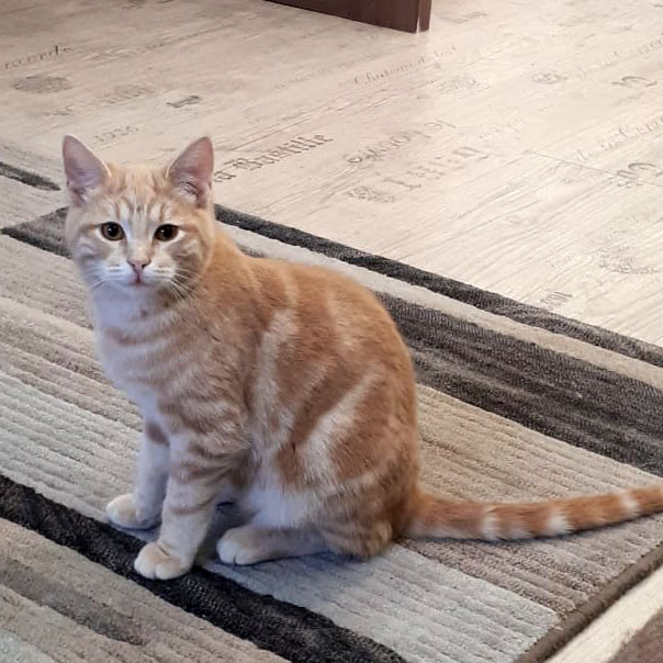 Мраморные котята Ватсон и Коржик в дар