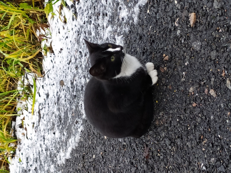 Котнок