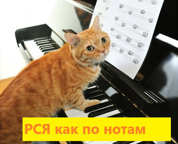 Реклама в Рекламной Сети Яндекса от 1500р.