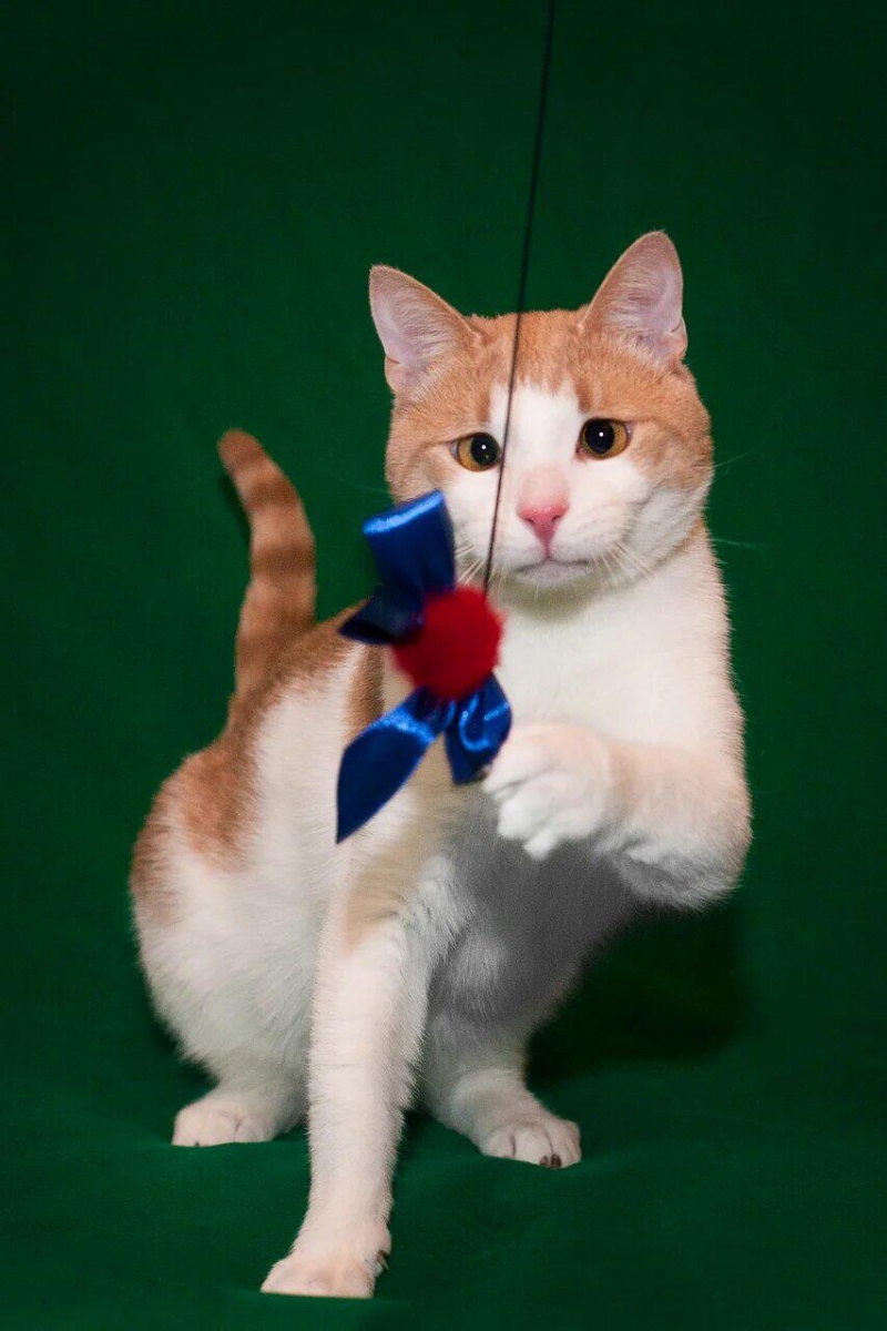 Забавный косенький котик Кекс в добрые руки